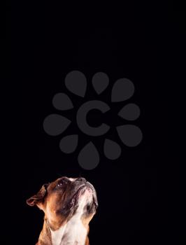 Studio Portrait Of Bulldog Puppy Looking Up Against Black Background