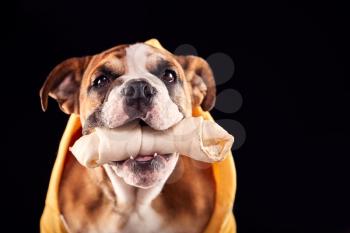 Studio Portrait Of Bulldog Puppy With Chew Toy Wearing Hoodie Against Black Background
