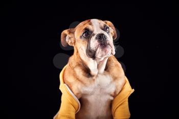 Studio Portrait Of Bulldog Puppy Wearing Hoodie Against Black Background