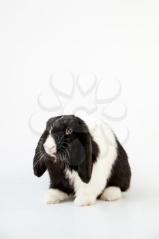 Studio Portrait Of Miniature Black And White Flop Eared Rabbit Sitting On White Background