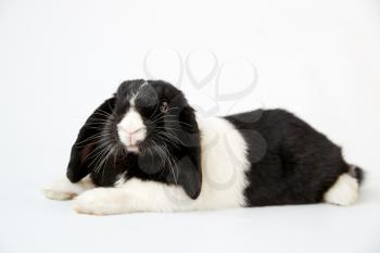 Studio Portrait Of Miniature Black And White Flop Eared Rabbit Lying On White Background