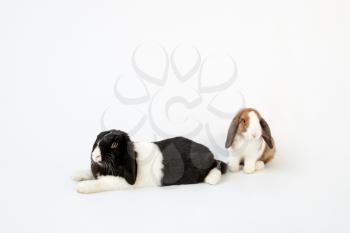 Studio Portrait Of Two Miniature Black And White Flop Eared Rabbits On White Background