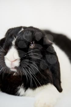 Close Up Of Miniature Black And White Flop Eared Rabbit Lying On White Background