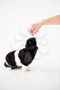 Hand Feeding Miniature Black And White Flop Eared Rabbit With Treat Against White Background