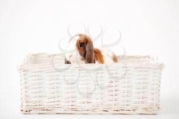 Studio Shot Of Miniature Brown And White Flop Eared Rabbit Sitting In Basket Bed On White Background