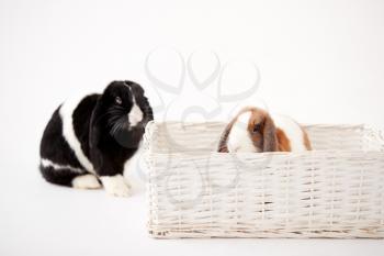 Studio Shot Of Two Miniature Flop Eared Rabbits Sitting In Basket Bed Together On White Background