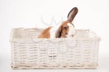 Studio Shot Of Miniature Brown And White Flop Eared Rabbit Sitting In Basket Bed On White Background