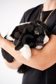 Close Up Of Owner Holding Miniature Black And White Flop Eared Rabbit On White Background