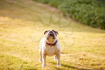 Pet Bulldog Playing On Grass Lawn In Evening Light