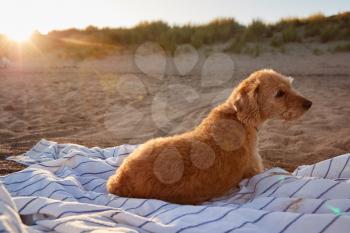 Pet Dog Lying On Beach Blanket As Sun Sets And Flares Behind