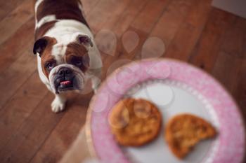 Hungry Bulldog Indoors Looking Up At Plate Of Biscuits