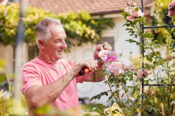 Retired Man At Work Pruning Roses On Trellis Arch In Garden At Home