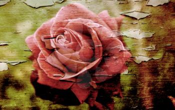 Old photo of a rose on a peeling grunge textured background
