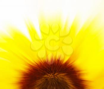 Abstract blur background of a sunflower