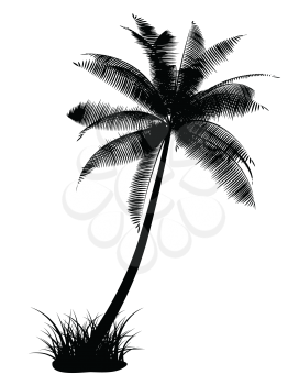 Silhouette of a palm tree