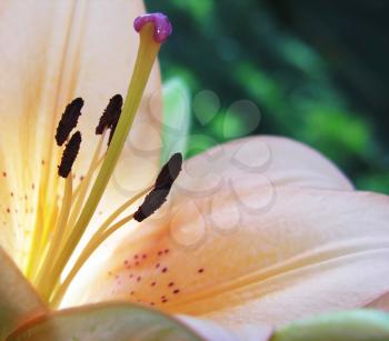Extreme close up of a lily - very shallow depth of field used