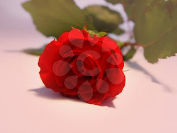 Red rose                               