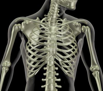 3D render of a skeleton showing close up of the rib cage