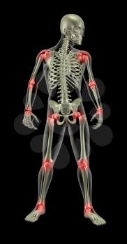 3D render of a medical skeleton with joints highlighted
