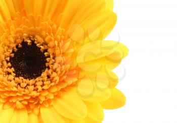 Close up shot of a brightly coloured Gerbera daisy