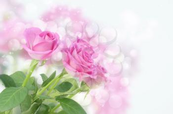 Romantic background with pink roses and bokeh lights