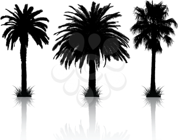 Silhouettes of 3 different palm trees with reflections