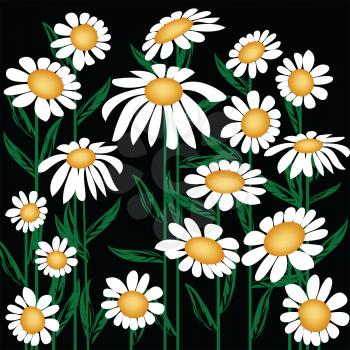Royalty Free Clipart Image of Daisies on Black