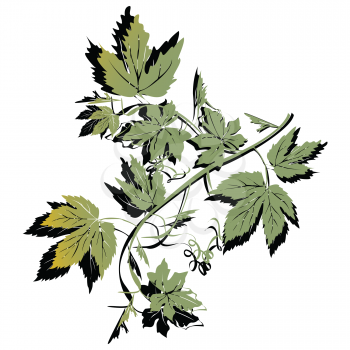 Royalty Free Clipart Image of Grapevine Leaves