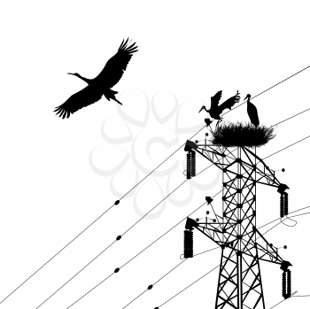 Storks silhouettes with electricity pole