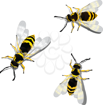 German wasps against white background