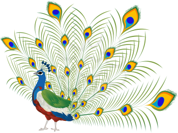 Illustration of a beautiful peacock over white
