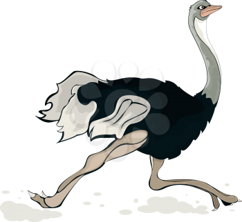 Running ostrich, isolated object over white background