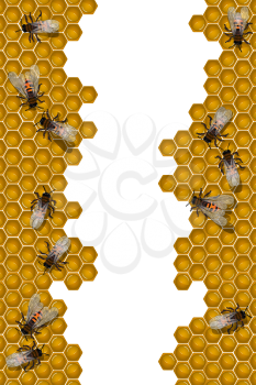 Working bees over a honeycomb frame, isolated and grouped objects over white background. Transparency effect used.