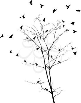 Silhouettes of birds over brunches of a leafless autumn tree. Isolated objects over white background.