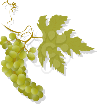 Grapes and leaf graphic, isolated and grouped objects over white background. Gradient mesh.