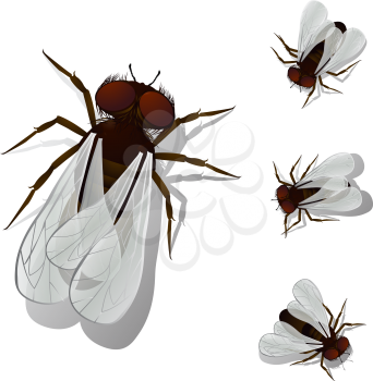 House fly collection, isolated and grouped objects over white. Transparency effect used.