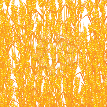 Golden wheat background, abstract art.