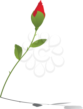 Young red rose and reflection over white background
