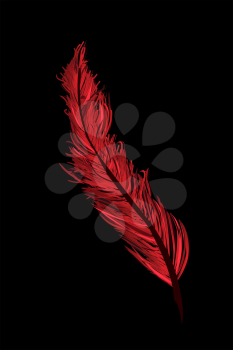 Red feather illustration, isolated objects on black