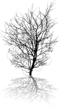 Silhouette of a leafless tree and shadow, isolated and grouped objects against white background