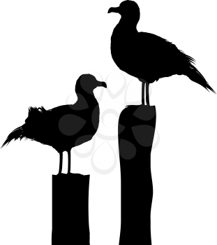 Silhouettes of two sea gulls standing on pier. Ioslated objects against white background.
