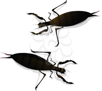Two large insects and shadow. Isolated objects against white background.