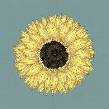 Sunflower drawing, grunge background sketch