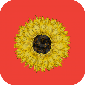 Sunflower icon, isolated object over white background
