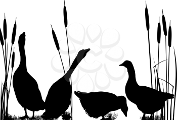 Goose silhouettes over white background