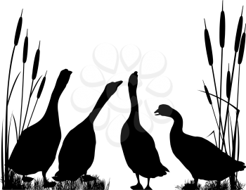 Gooses  silhouettes over white background
