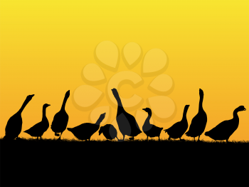 Countryside sunset background with goose and duck silhouettes