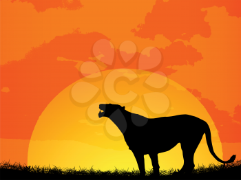 African sunset with lioness silhouette