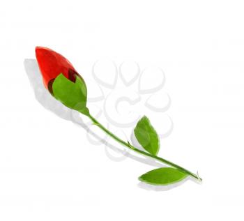 Watercolorred  rose bud over white background
