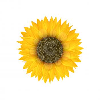 Watercolor sunflower over white background
